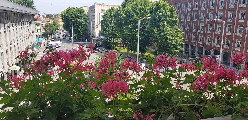 Разнообразни цветя и подправки с отлично качество предлага общинското дружество Паркстрой